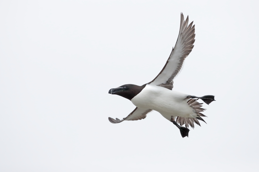 Der Tordalk ist ein weiterer Vertreter der Alkenvögel. Neben seinen Verwandten, den Papageitauchern und Trottellummen, lebt eine kleine Population auch auf den Farne Inseln.