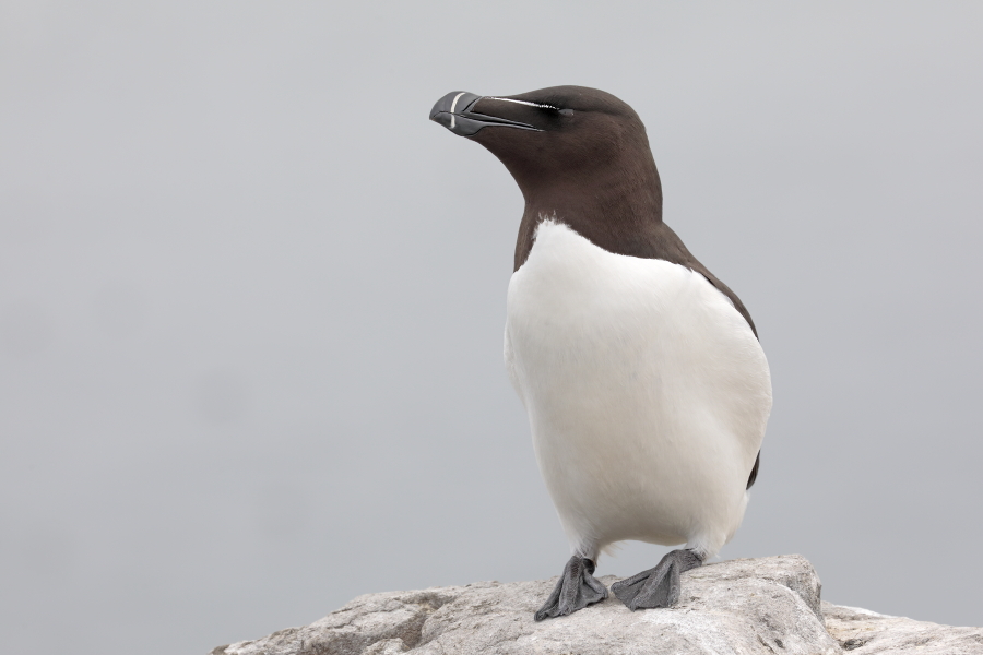 Der Tordalk ist ein weiterer Vertreter der Alkenvögel. Neben seinen Verwandten, den Papageitauchern und Trottellummen, lebt eine kleine Population auch auf den Farne Inseln.