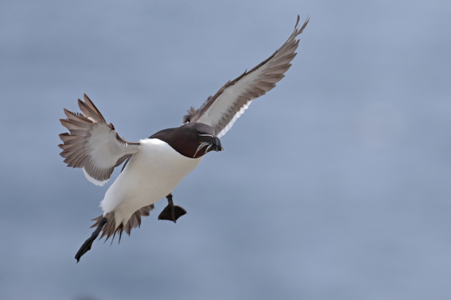 Der Tordalk ist ein weiterer Vertreter der Alkenvögel. Neben seinen Verwandten, den Papageitauchern und Trottellummen, lebt eine kleine Population auch auf den Farne Inseln.
