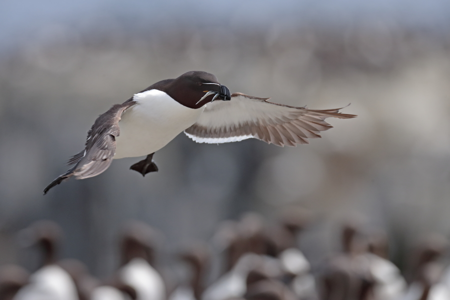 Der Tordalk ist ein weiterer Vertreter der Alkenvögel. Neben seinen Verwandten, den Papageitauchern und Trottellummen, lebt eine kleine Population auch auf den Farne Inseln.