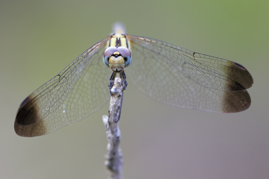 Schwarzer Sonnenzeiger (Trithemis festiva), Türkei