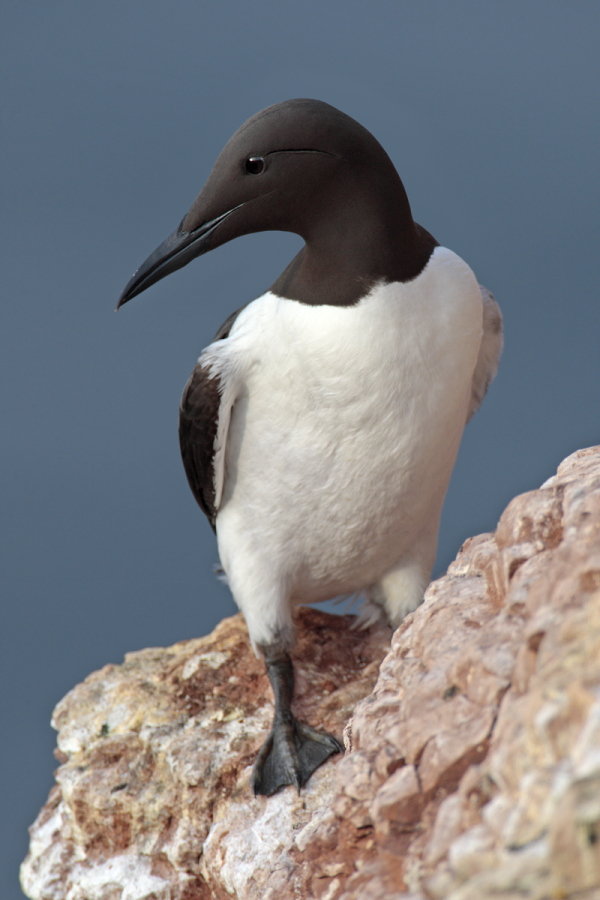 Trottellumme auf Helgoland