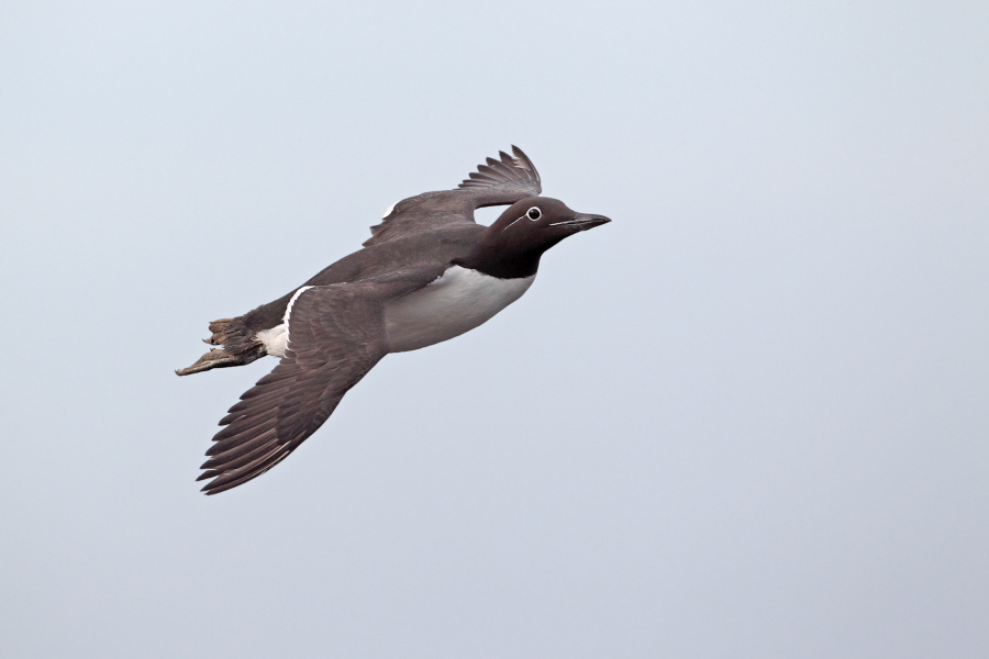 Trottellumme auf Helgoland