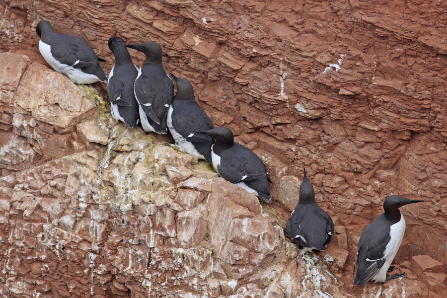 Trottellummen auf Helgoland