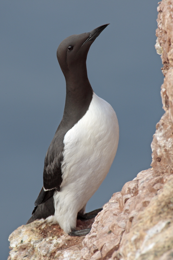 Trottellumme auf Helgoland