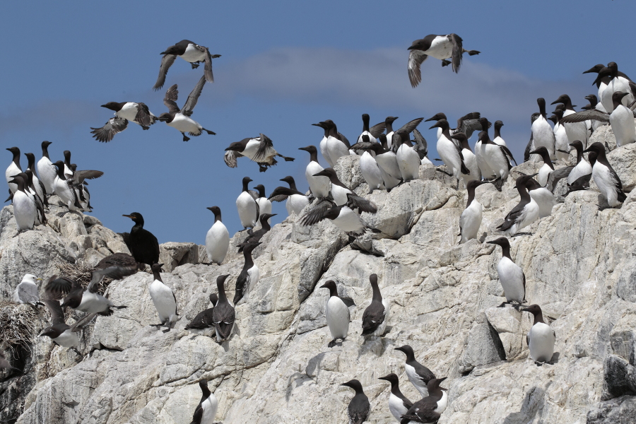 Trottellumme auf den Farne Islands, Nordostengland