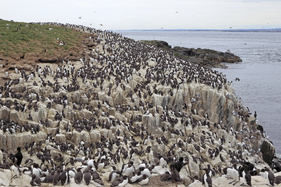 Trottellummen auf der Insel Staple Island, Nordostengland