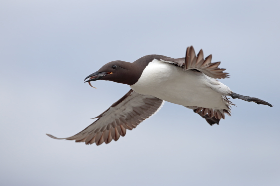Trottellumme auf den Farne Islands, Nordostengland