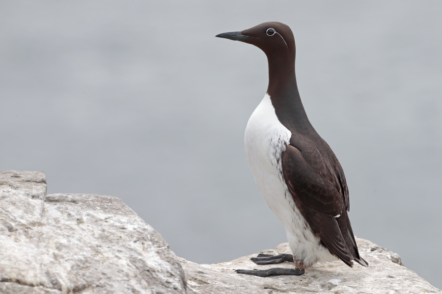 Trottellumme auf den Farne Islands, Nordostengland
