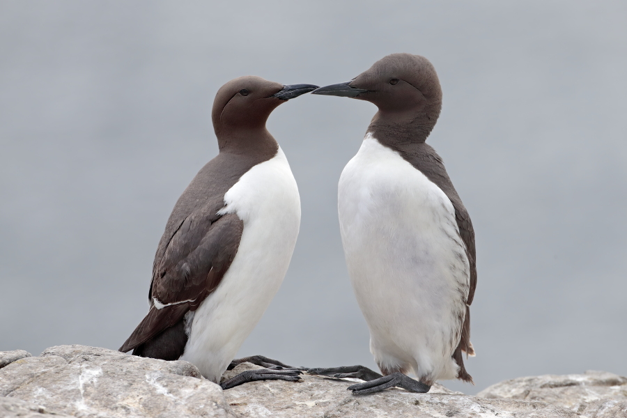 Trottellumme auf den Farne Islands, Nordostengland