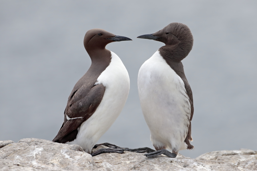 Trottellumme auf den Farne Islands, Nordostengland