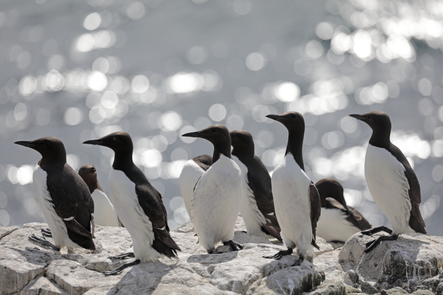 Trottellumme auf den Farne Islands, Nordostengland