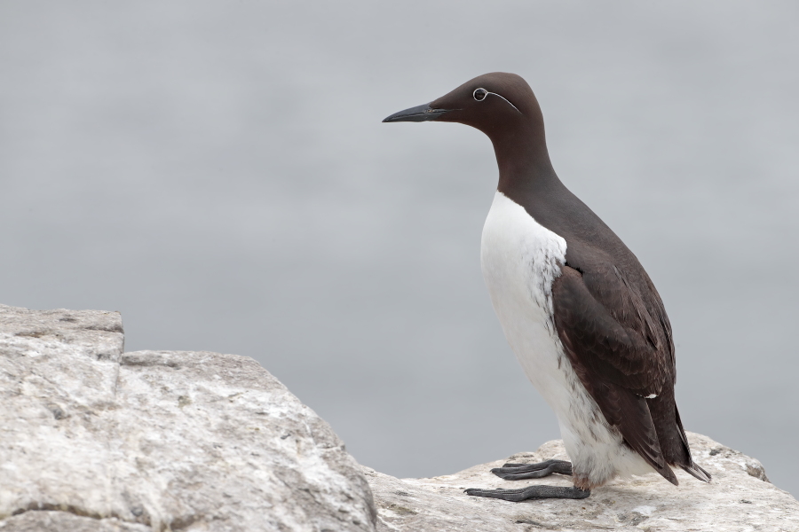 Trottellumme auf den Farne Islands, Nordostengland