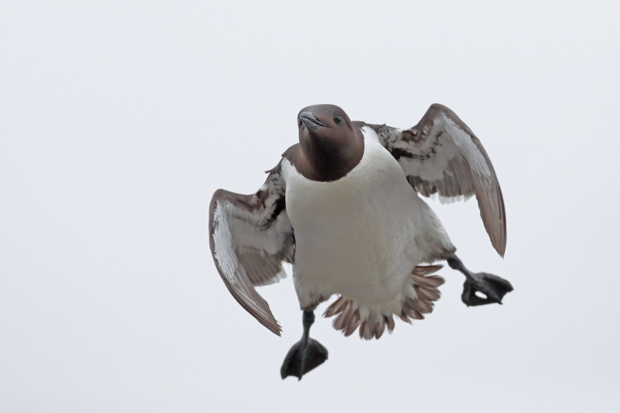 Trottellumme auf den Farne Islands, Nordostengland