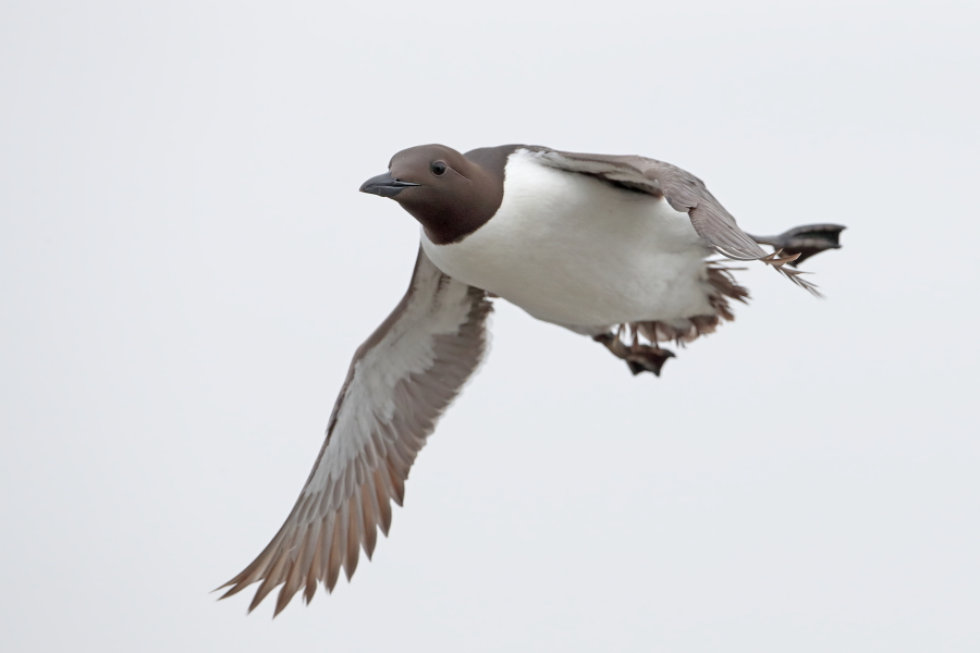 Trottellumme auf den Farne Islands, Nordostengland