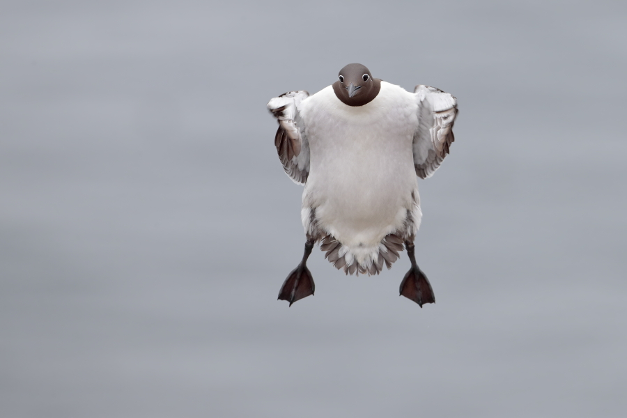 Trottellumme auf den Farne Islands, Nordostengland