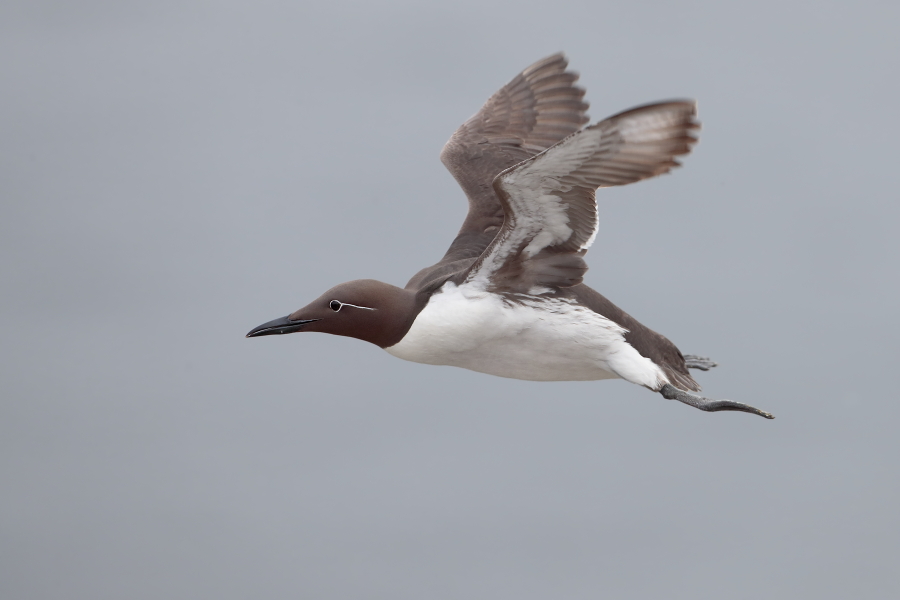 Trottellumme auf den Farne Islands, Nordostengland