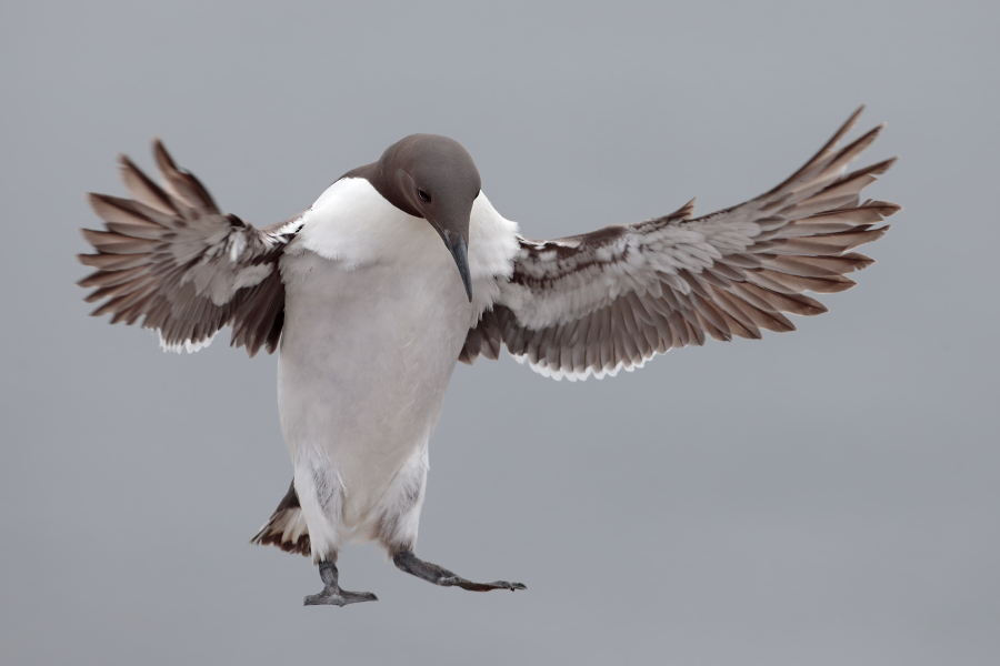 Trottellumme auf den Farne Islands, Nordostengland