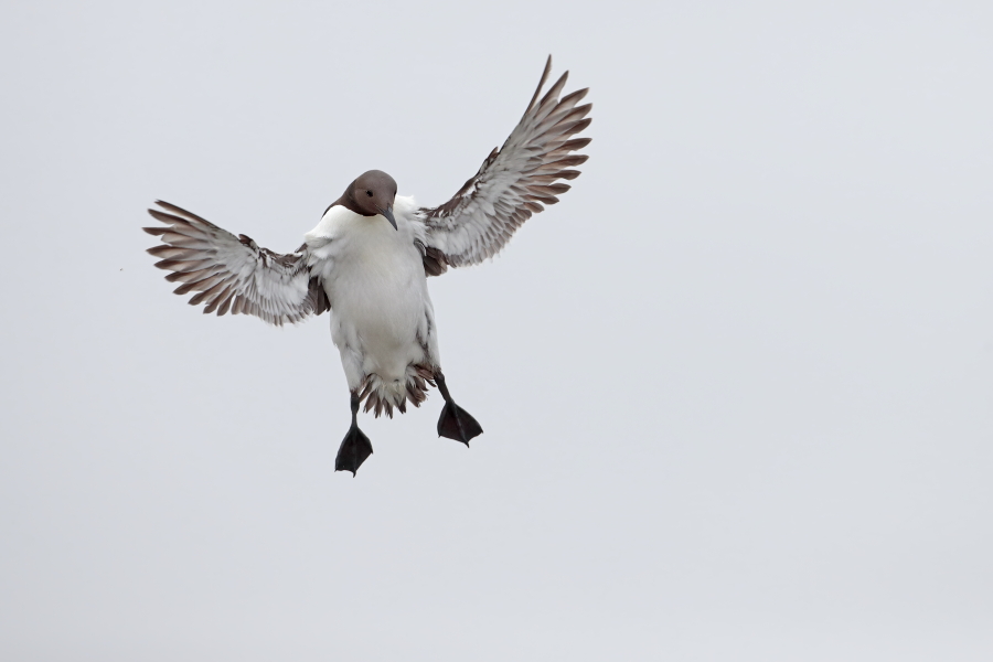 Trottellumme auf den Farne Islands, Nordostengland