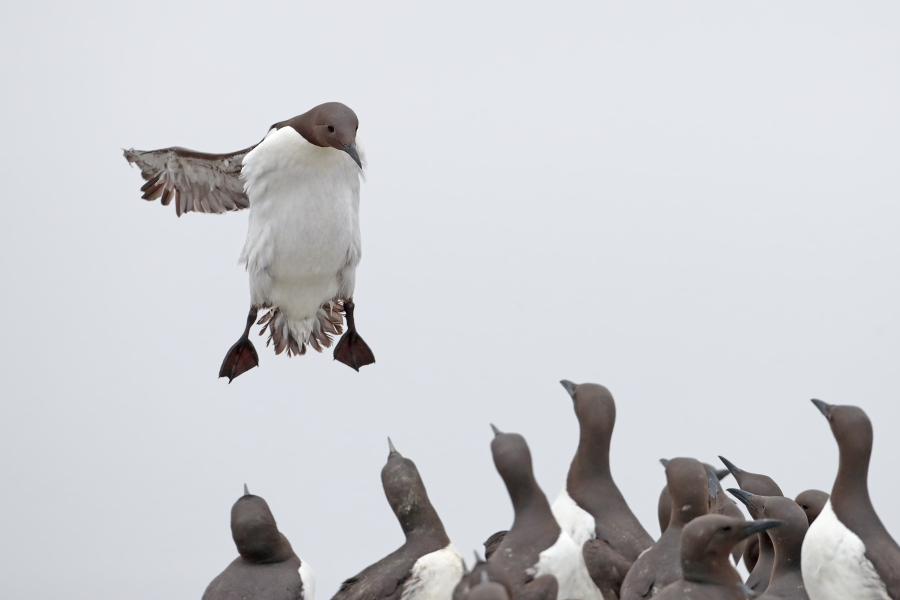 Trottellumme auf den Farne Islands, Nordostengland