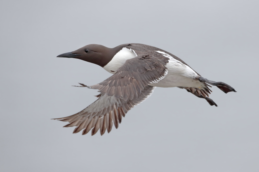 Trottellumme auf den Farne Islands, Nordostengland