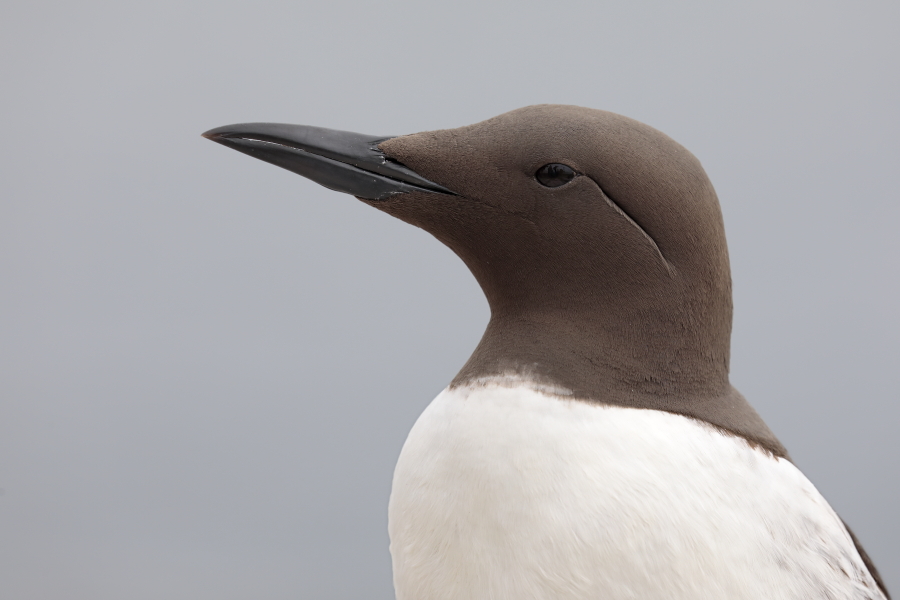 Trottellumme auf den Farne Islands, Nordostengland
