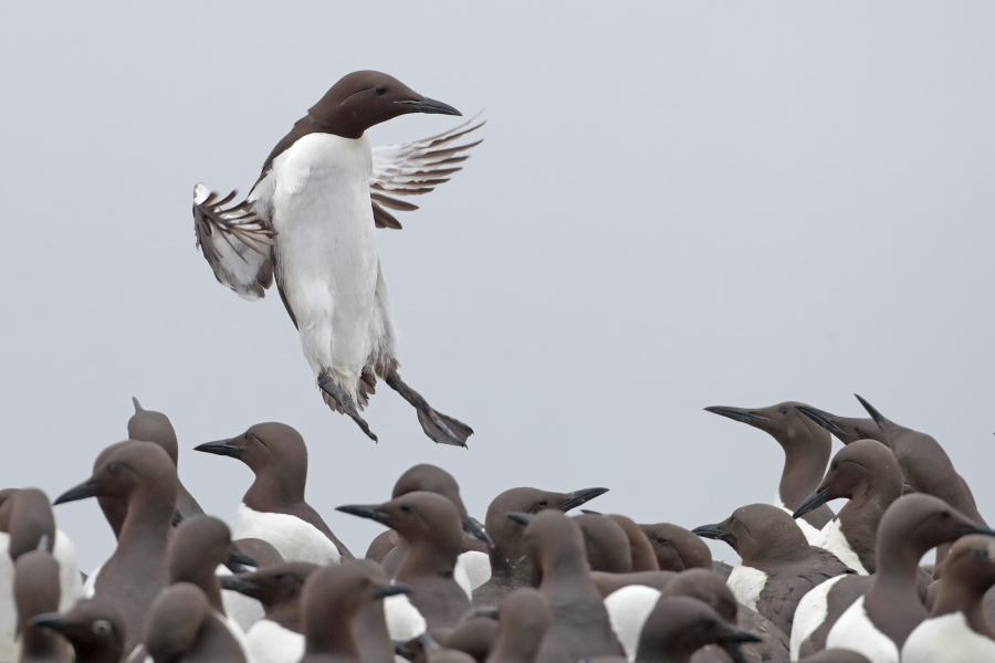Trottellumme auf den Farne Islands, Nordostengland