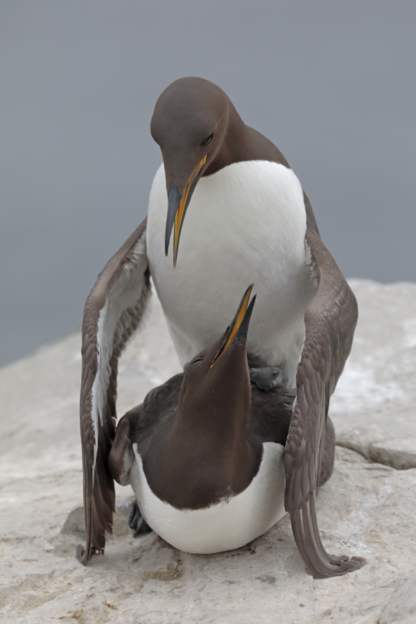Trottellumme auf den Farne Islands, Nordostengland