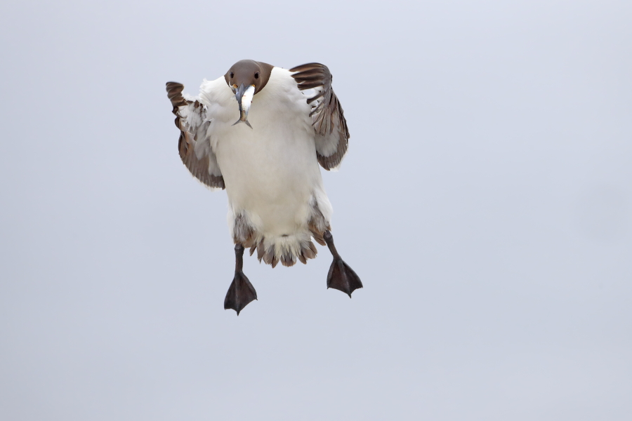 Trottellumme auf den Farne Islands, Nordostengland