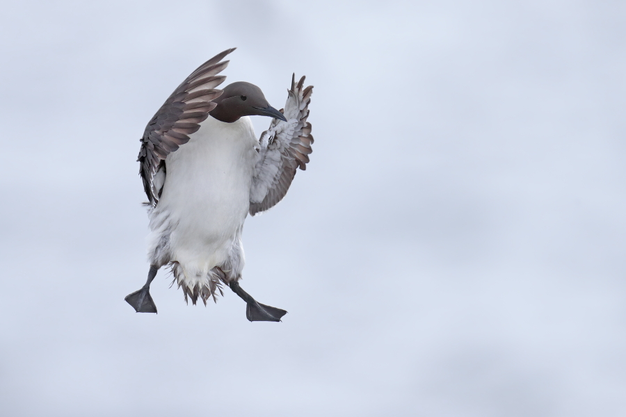 Trottellumme auf Staple Island