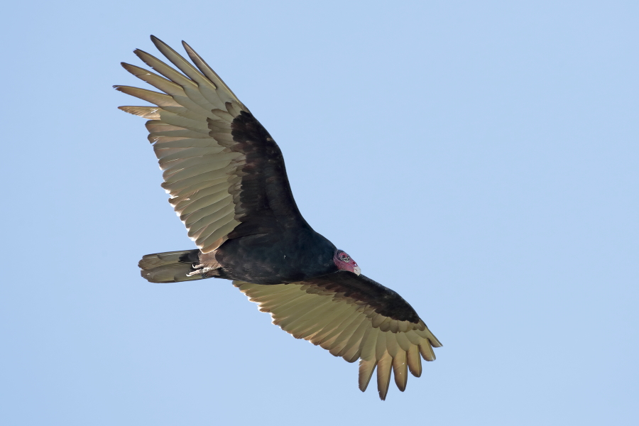 Der Truthahngeier ist ein häufiger Geier in Florida und weit verbreitet im ganzen Doppelkontinent. Häufig ist er mit dem Rabengeier (Black Vulture) vergesellschaftet.