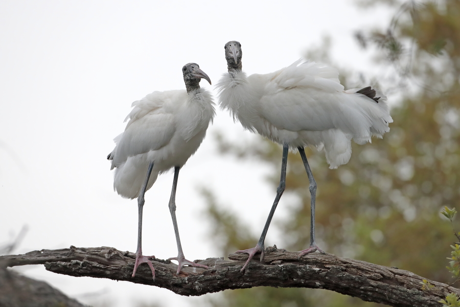 Der Waldstorch hat seinen Verbreitungsschwerpunkt in Süd- und Mittelamerika. In Nordamerika kommt er nur im Südosten (Florida, Georgia, South Carolina) vor. Dort ist er die einzige Storchenart. Er lebt in Feuchtgebieten und ernährt sich von Fischen, Amphibien und großen Insekten.