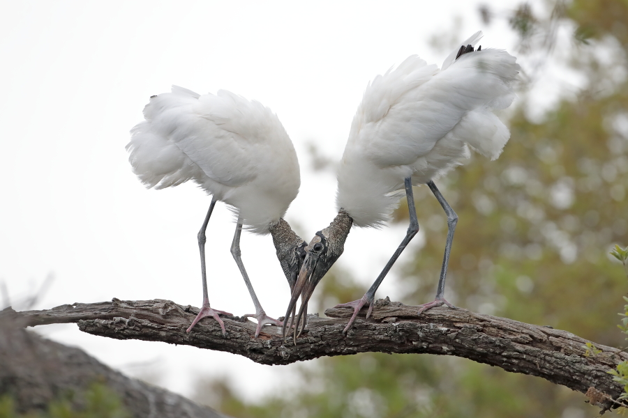 Der Waldstorch hat seinen Verbreitungsschwerpunkt in Süd- und Mittelamerika. In Nordamerika kommt er nur im Südosten (Florida, Georgia, South Carolina) vor. Dort ist er die einzige Storchenart. Er lebt in Feuchtgebieten und ernährt sich von Fischen, Amphibien und großen Insekten.