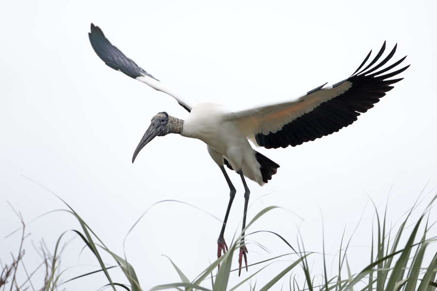 Der Waldstorch hat seinen Verbreitungsschwerpunkt in Süd- und Mittelamerika. In Nordamerika kommt er nur im Südosten (Florida, Georgia, South Carolina) vor. Dort ist er die einzige Storchenart. Er lebt in Feuchtgebieten und ernährt sich von Fischen, Amphibien und großen Insekten.