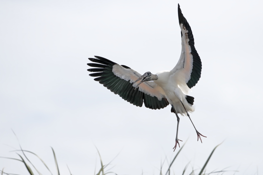Der Waldstorch hat seinen Verbreitungsschwerpunkt in Süd- und Mittelamerika. In Nordamerika kommt er nur im Südosten (Florida, Georgia, South Carolina) vor. Dort ist er die einzige Storchenart. Er lebt in Feuchtgebieten und ernährt sich von Fischen, Amphibien und großen Insekten.