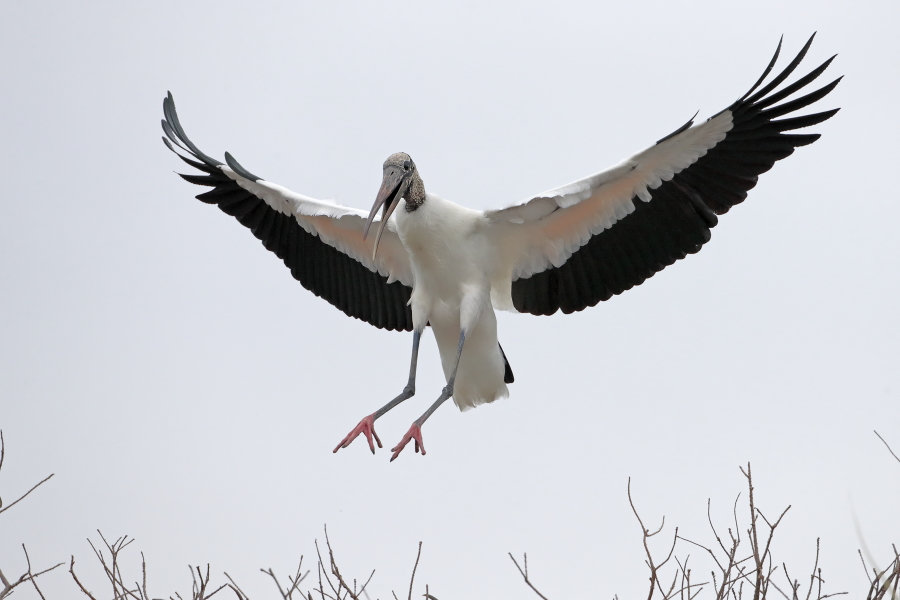 Der Waldstorch hat seinen Verbreitungsschwerpunkt in Süd- und Mittelamerika. In Nordamerika kommt er nur im Südosten (Florida, Georgia, South Carolina) vor. Dort ist er die einzige Storchenart. Er lebt in Feuchtgebieten und ernährt sich von Fischen, Amphibien und großen Insekten.