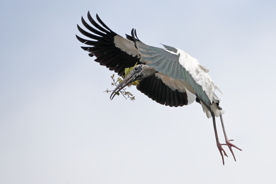 Der Waldstorch hat seinen Verbreitungsschwerpunkt in Süd- und Mittelamerika. In Nordamerika kommt er nur im Südosten (Florida, Georgia, South Carolina) vor. Dort ist er die einzige Storchenart. Er lebt in Feuchtgebieten und ernährt sich von Fischen, Amphibien und großen Insekten.