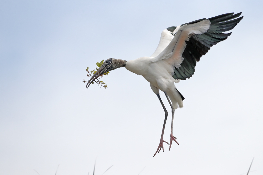 Der Waldstorch hat seinen Verbreitungsschwerpunkt in Süd- und Mittelamerika. In Nordamerika kommt er nur im Südosten (Florida, Georgia, South Carolina) vor. Dort ist er die einzige Storchenart. Er lebt in Feuchtgebieten und ernährt sich von Fischen, Amphibien und großen Insekten.