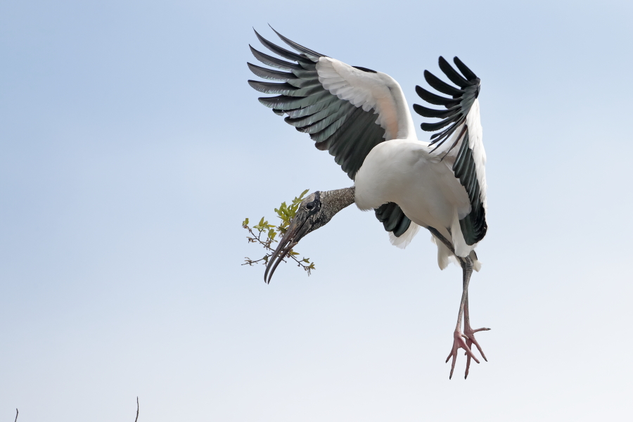 Der Waldstorch hat seinen Verbreitungsschwerpunkt in Süd- und Mittelamerika. In Nordamerika kommt er nur im Südosten (Florida, Georgia, South Carolina) vor. Dort ist er die einzige Storchenart. Er lebt in Feuchtgebieten und ernährt sich von Fischen, Amphibien und großen Insekten.