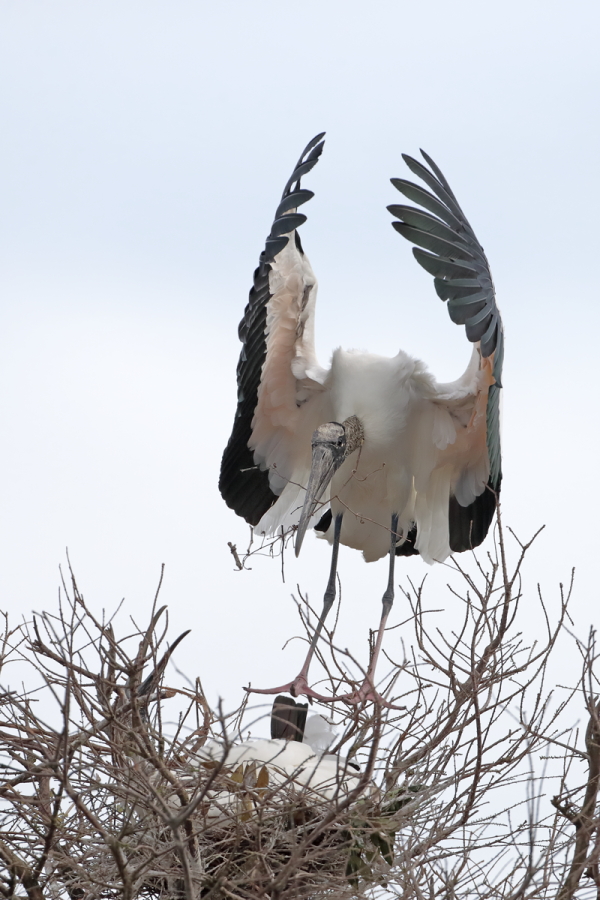 Der Waldstorch hat seinen Verbreitungsschwerpunkt in Süd- und Mittelamerika. In Nordamerika kommt er nur im Südosten (Florida, Georgia, South Carolina) vor. Dort ist er die einzige Storchenart. Er lebt in Feuchtgebieten und ernährt sich von Fischen, Amphibien und großen Insekten.