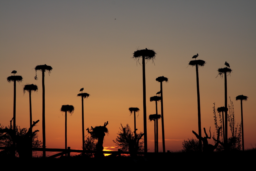 Weißstorch-Kolonie bei Caceres, Extremadura, Spanien