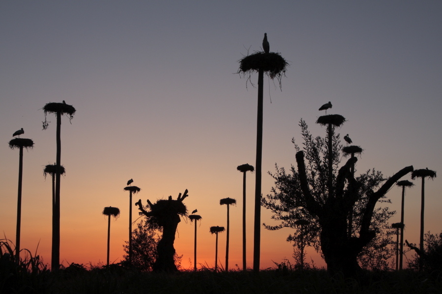 Weißstorch-Kolonie bei Caceres, Extremadura, Spanien
