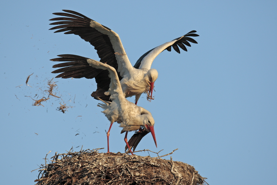 Weißstörche bei der Paarung, Extremadura, Spanien
