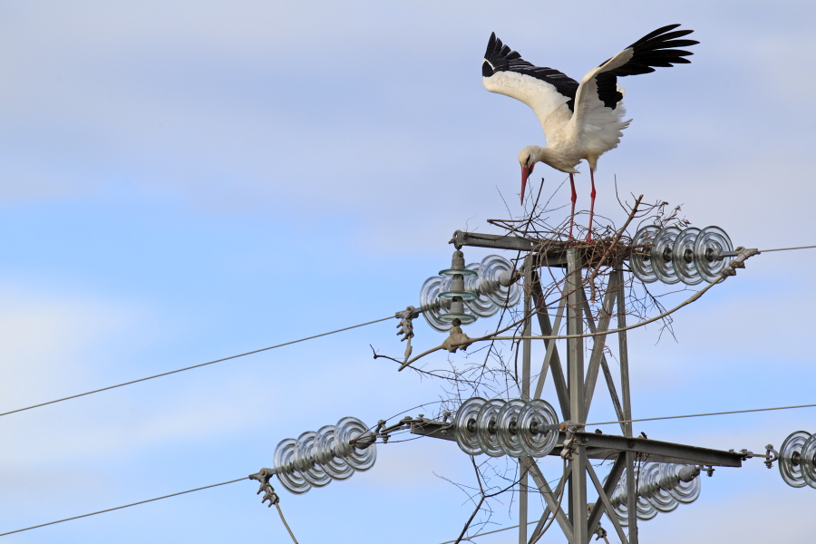 Weißstorch beim Nestbau auf einem Hochspannungsmast, Extremadura, Spanien