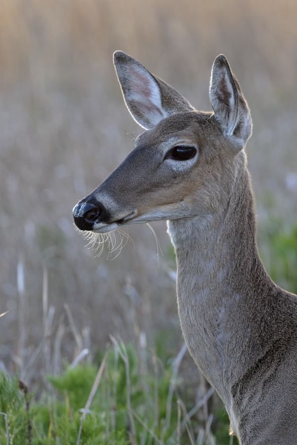 Der Weißwedelhirsch kommt in Florida häufig vor. Normale Tiere erreichen eine Schulterhöhre von ca. 1m, auf den Florida Keys kommt eine Zwergform von nur ca. 60cm Schulterhöhe vor.