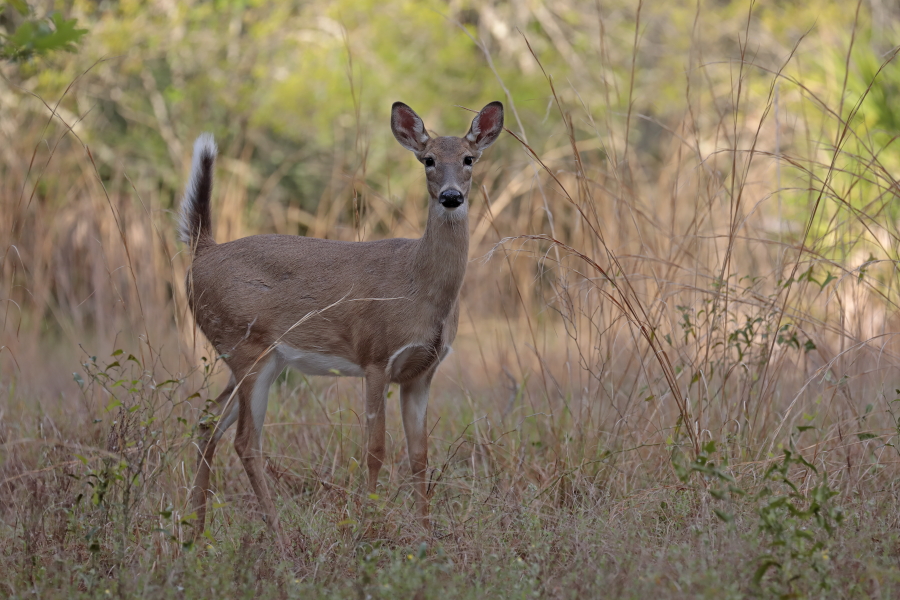 Der Weißwedelhirsch kommt in Florida häufig vor. Normale Tiere erreichen eine Schulterhöhre von ca. 1m, auf den Florida Keys kommt eine Zwergform von nur ca. 60cm Schulterhöhe vor.