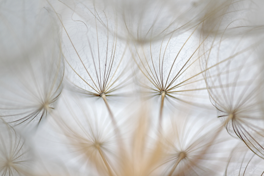 Wiesenbocksbart Tragopogon pratense Goatsbeard Fruchtstand