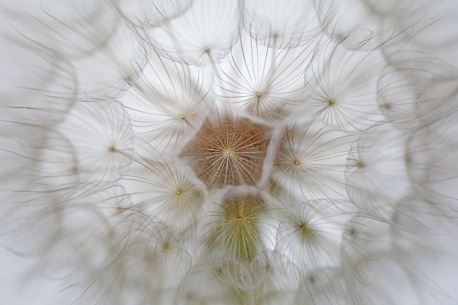 Wiesenbocksbart Tragopogon pratense Goatsbeard Fruchtstand