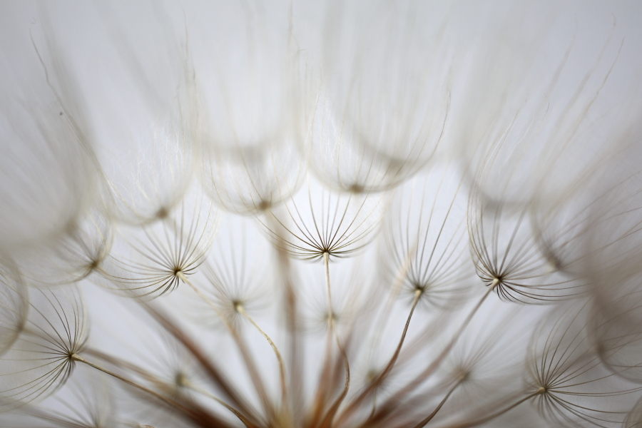 Wiesenbocksbart Tragopogon pratense Goatsbeard Fruchtstand