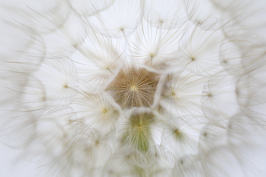 Wiesenbocksbart Tragopogon pratense Goatsbeard Fruchtstand